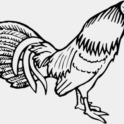 CHICK001 Thumbnail