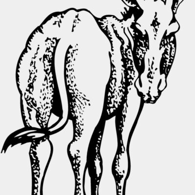 BURRO003 Thumbnail