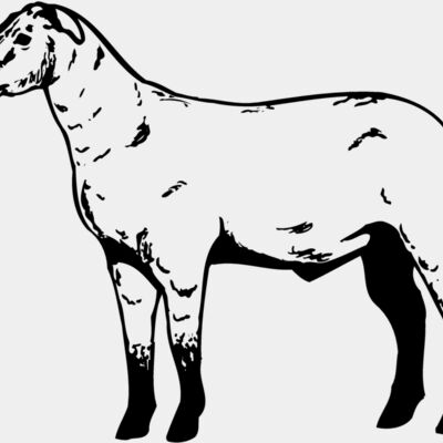 SHEEP009 Thumbnail