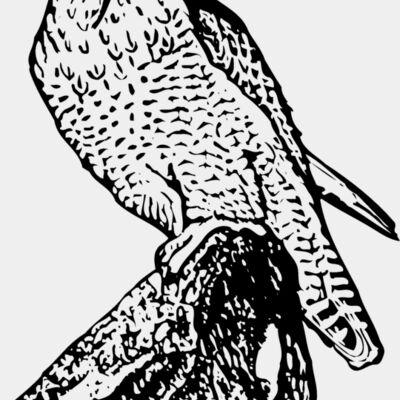 BIRD004 Thumbnail