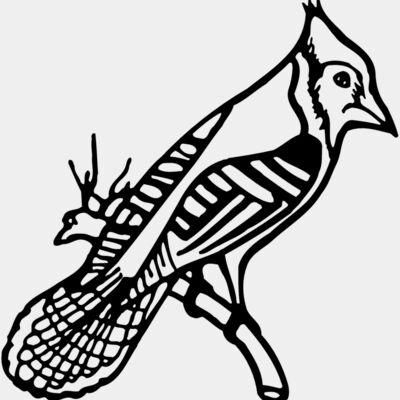 BIRD010 Thumbnail