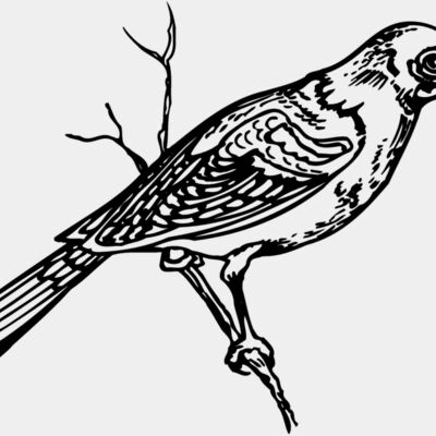BIRD020 Thumbnail