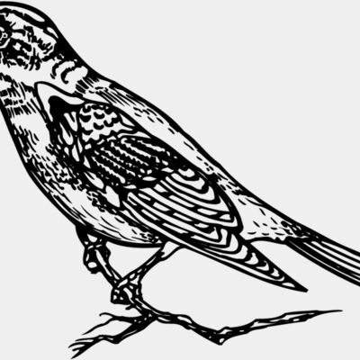 BIRD027 Thumbnail