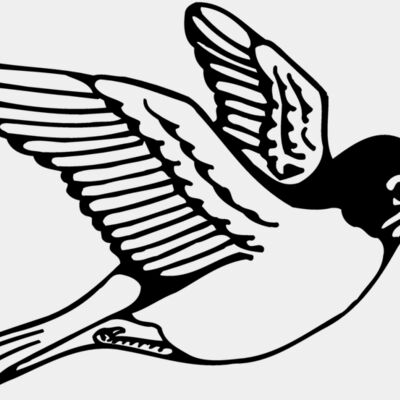BIRD039 Thumbnail