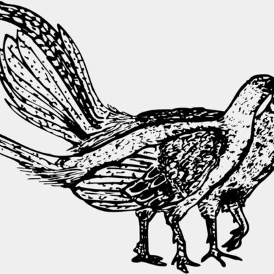 BIRD057 Thumbnail