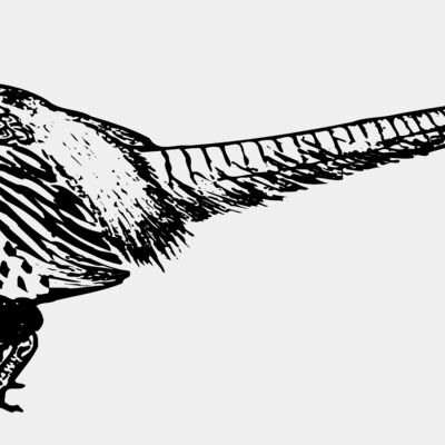 BIRD058 Thumbnail