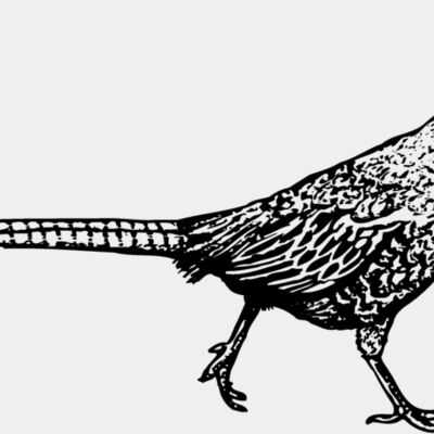 BIRD061 Thumbnail