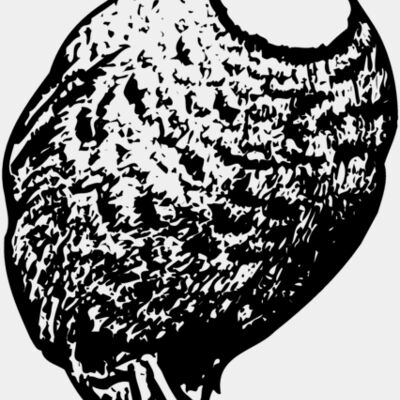BIRD063 Thumbnail