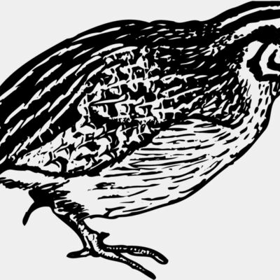 BIRD065 Thumbnail