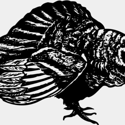 BIRD073 Thumbnail