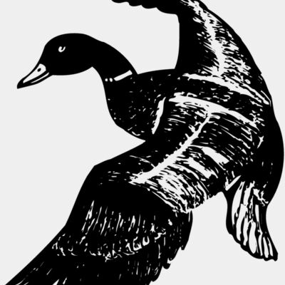 BIRD081 Thumbnail