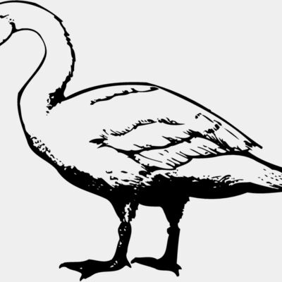 BIRD095 Thumbnail