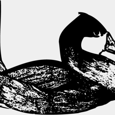 BIRD102 Thumbnail