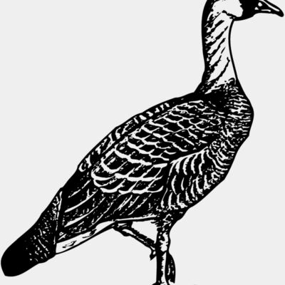 BIRD107 Thumbnail