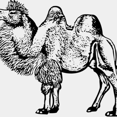 CAMEL003 Thumbnail