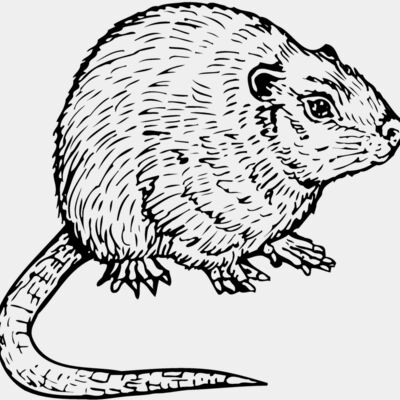 MOUSE002 Thumbnail