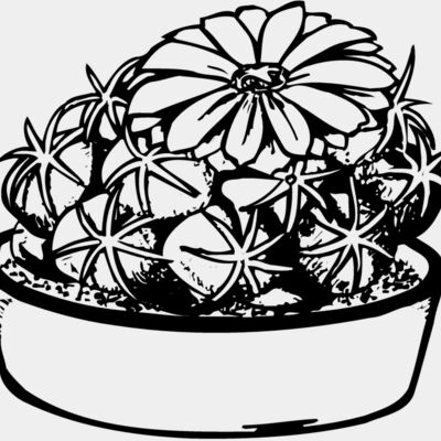 CACTUS02 Thumbnail