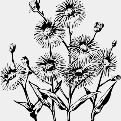 FLOWER22 Thumbnail