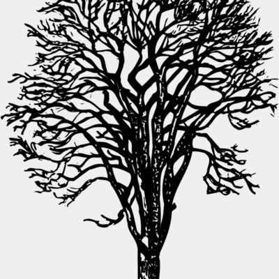 TREE0022 Thumbnail